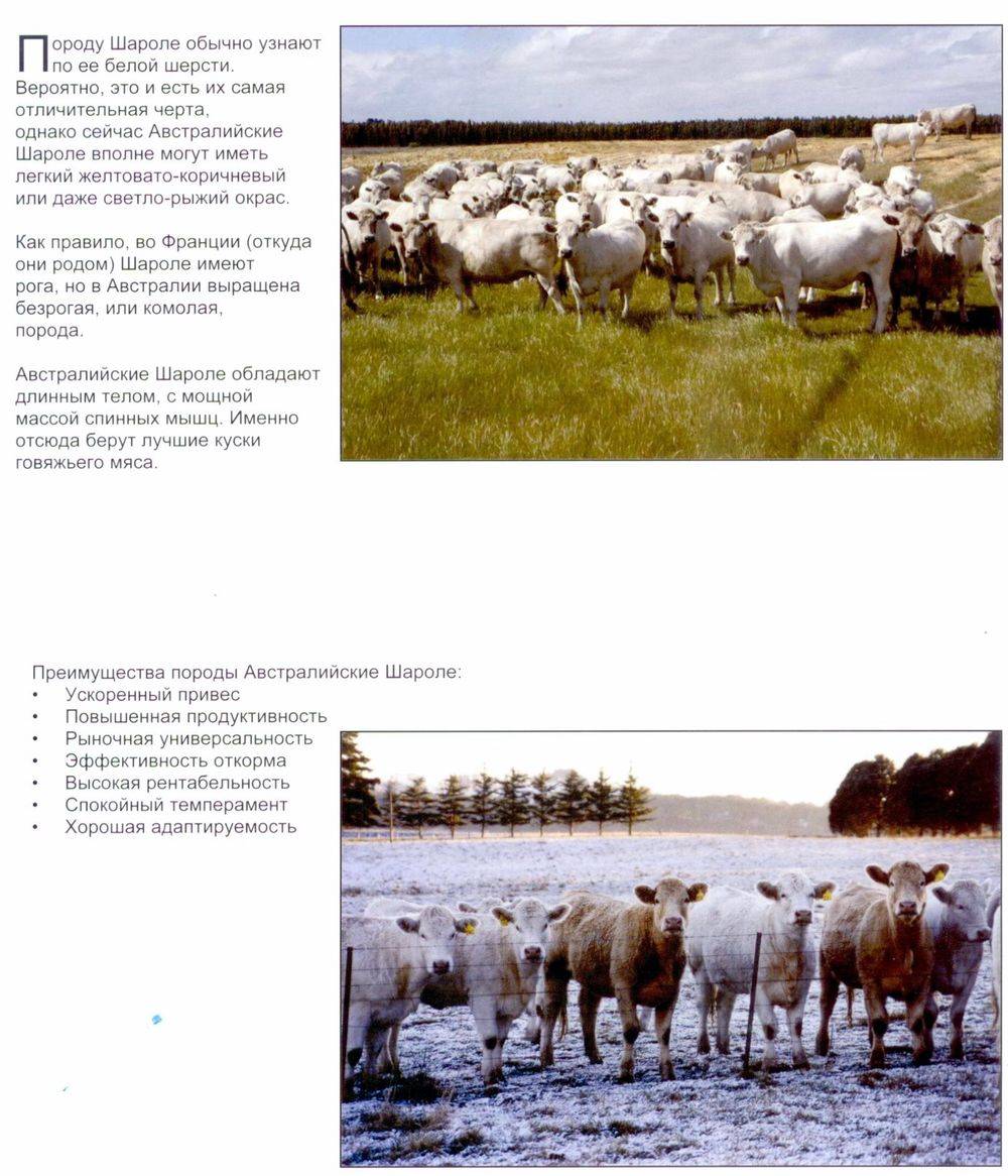 Image-77.jpg